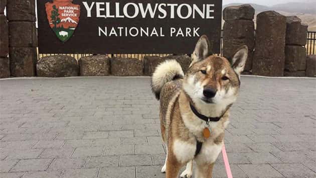 cross country road trip with dog