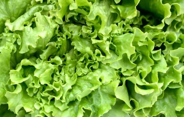 green-lettuce