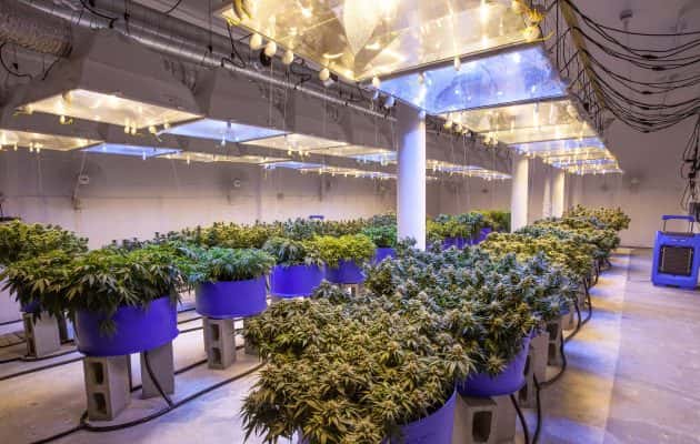 cannabis-grow-facility