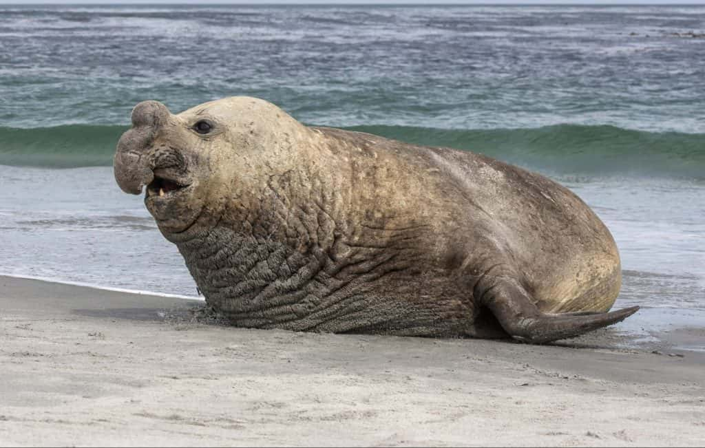 Elephant Seals Take Over California Beach After Shutdown | KSRO