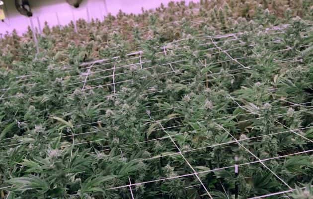 norcal-cannabis-company-pot-grow
