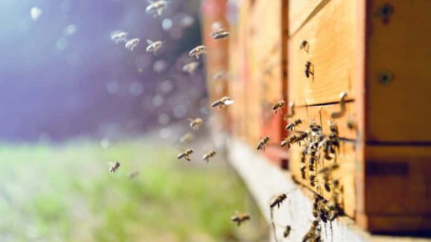 istock_022119_bees