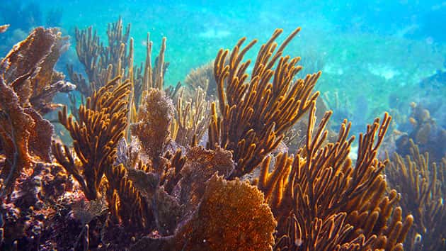 istock_060119_reefs