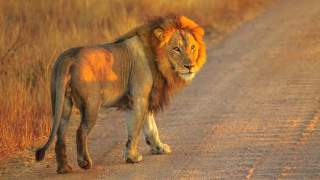 Residents warned after 14 lions escape from South Africa's Kruger Park