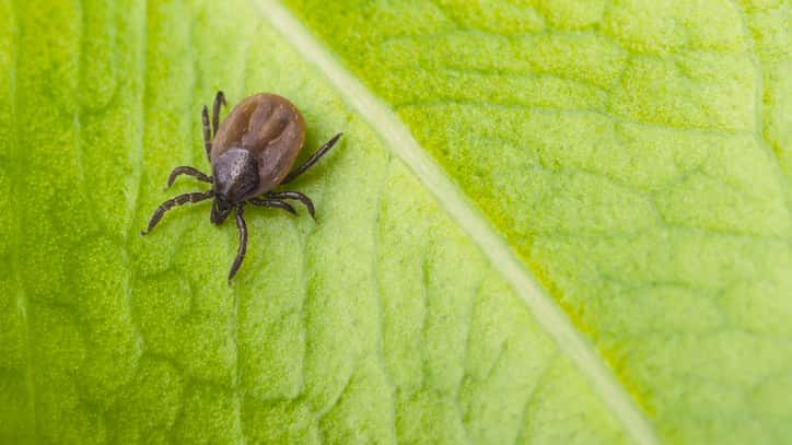 Research offers possible clues about persistent Lyme disease | KSRO