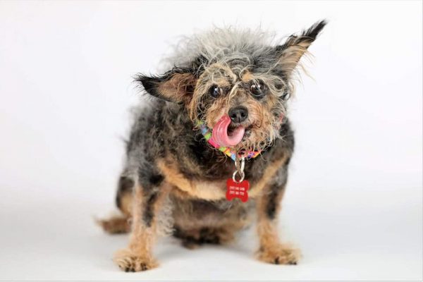 scamp-the-tramp