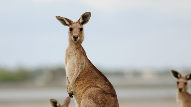 19-year-old charged in massacre of up to 20 kangaroos in Australia