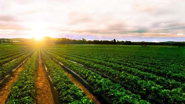 istock_100519_farms