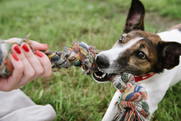 dogplayingwithrope