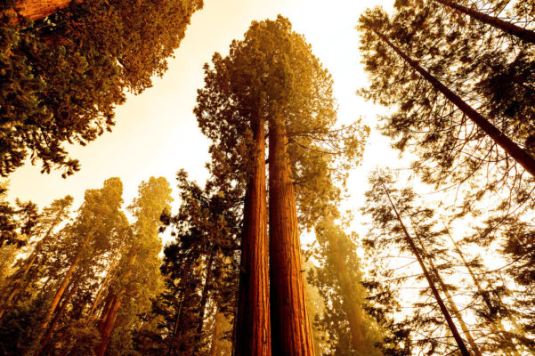 western-wildfires-8