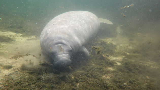 Environmental groups sue over rising manatee deaths in Florida - Vimarsana News