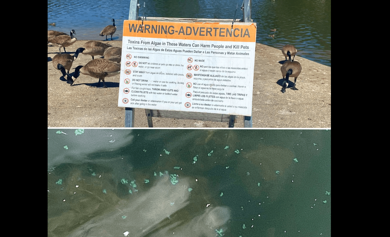 blue-green-algae-warning-at-lake-ralphine-santa-rosa-recreation-and-parks