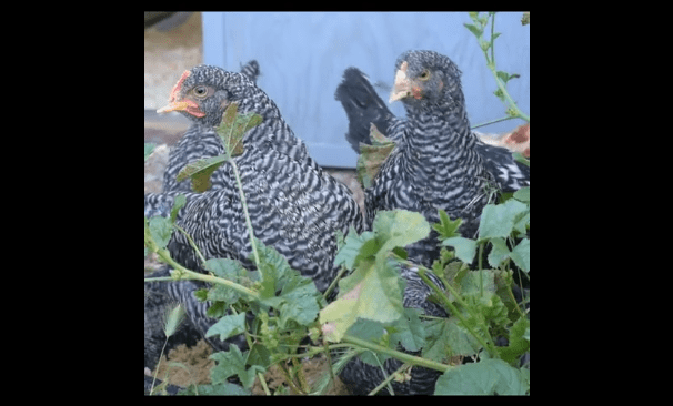 debeaked-hens-from-charlies-acres-animal-sanctuary-facebook-video-screenshot