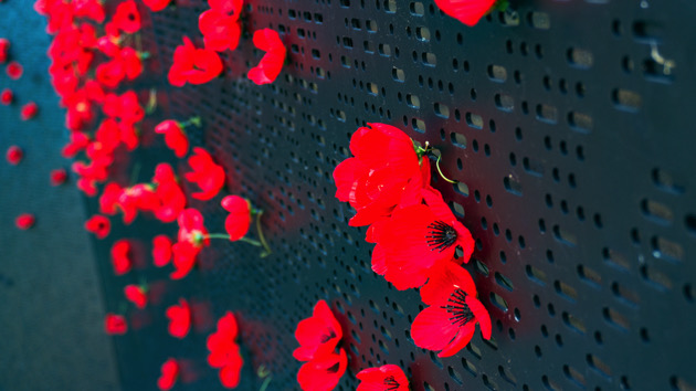 Poppy Wall returns to Washington for Memorial Day, blooming in honor of fallen service members - Vimarsana News