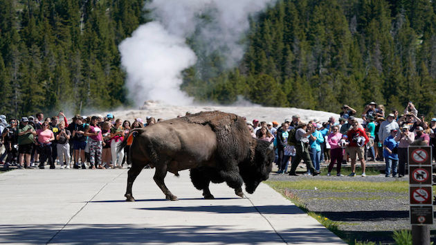 Woman Attacked By Yellowstone Bison Ksro