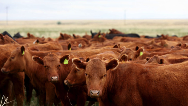 Thousands of cattle dead amid continuing heat wave | KSRO