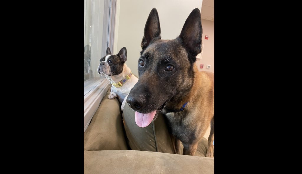 KSRO Pets of the Week: Makua and Olive - Vimarsana News