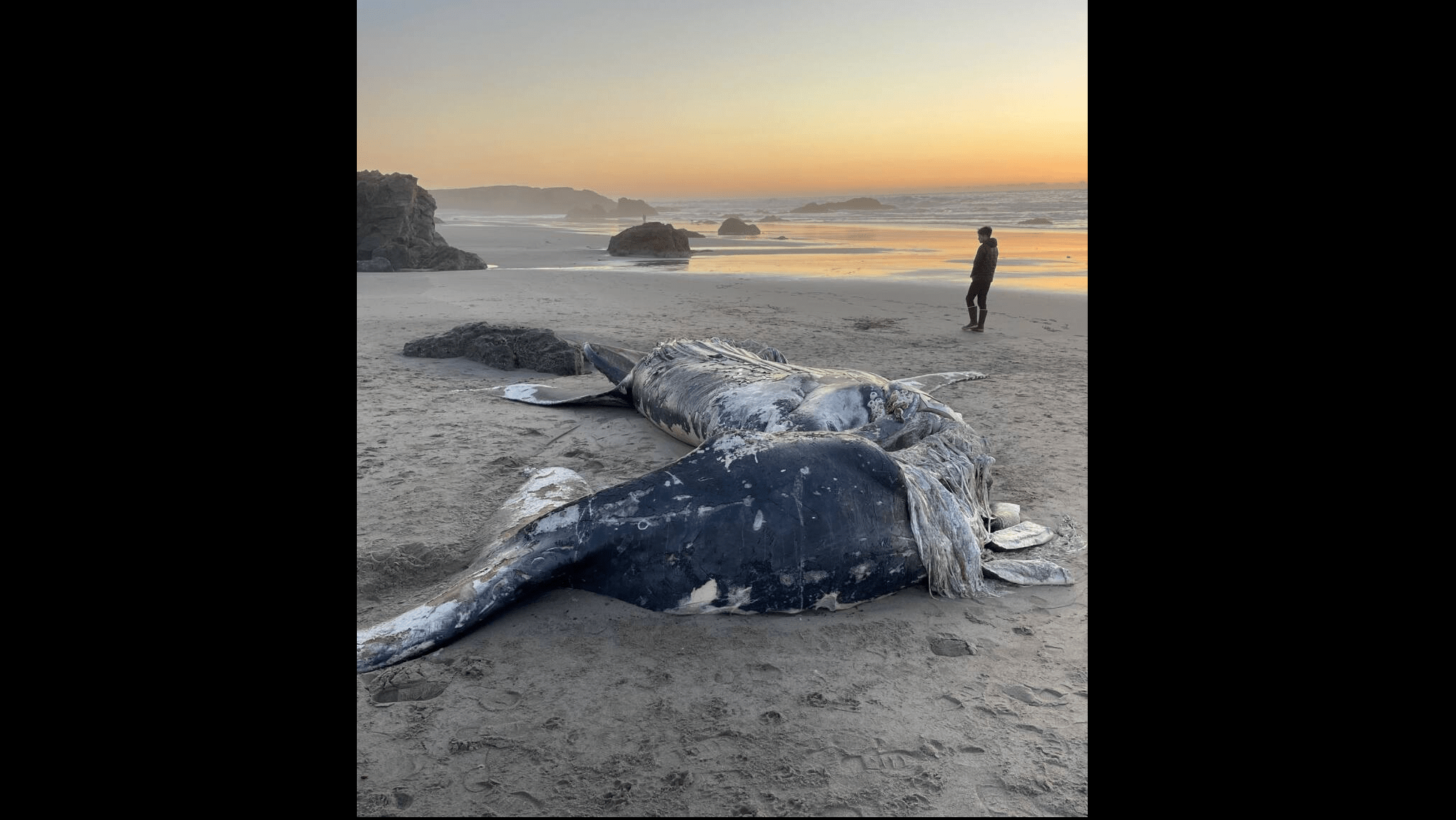 deceased-humback-whale-near-fort-bragg-10-22-22-noyo-center-for-marine-science