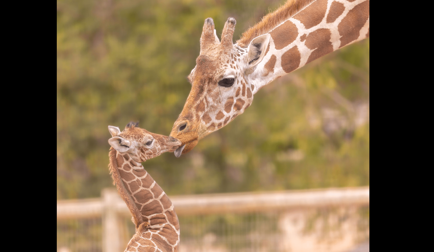 mother-malaika-and-her-newborn-grace-safari-west