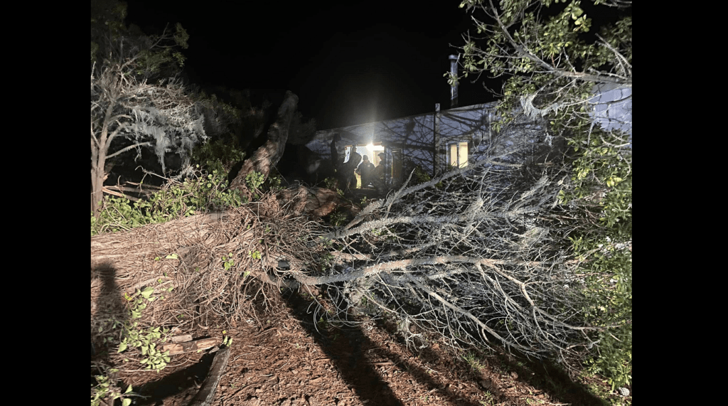 Tree Crashes Into Living Room of Bodega Bay Home on New Year's Day - Vimarsana News