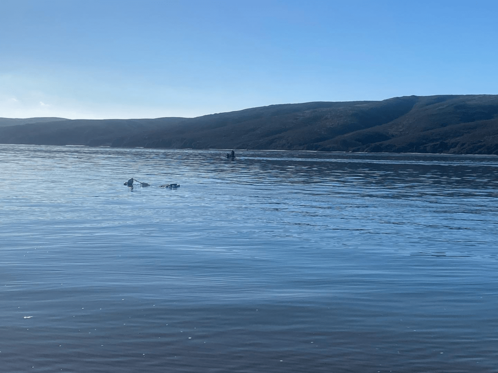 Still No Signs of Missing Kayaker in Tomales Bay - Vimarsana News