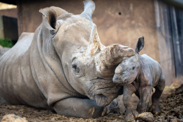 safari west rhino baby