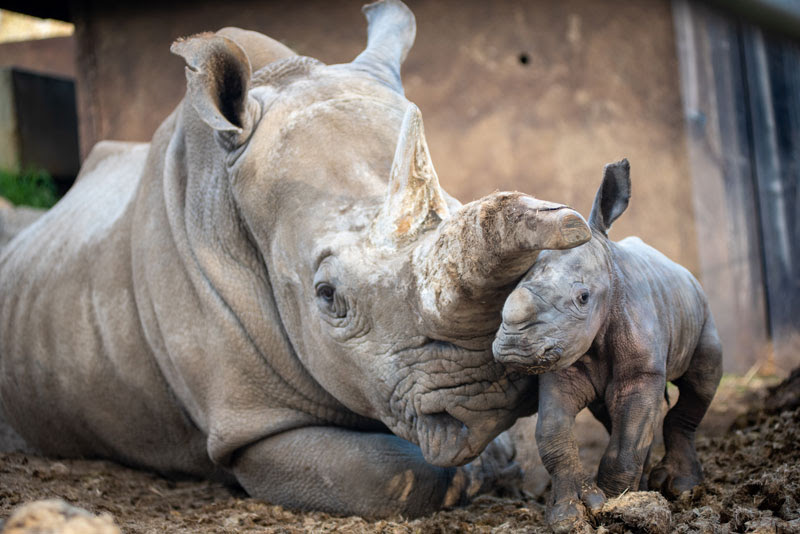 eesha-and-her-baby-rhino-safari-west