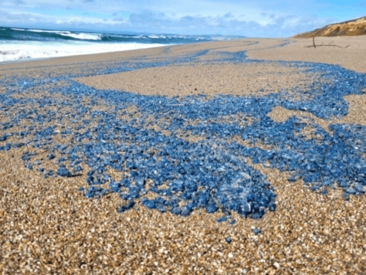 velella-velella-point-reyes-national-seashore