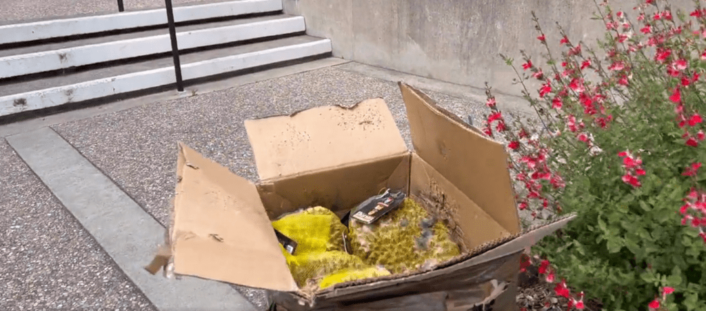 Rotting Fruit Causes Evacuation in San Rafael - Vimarsana News