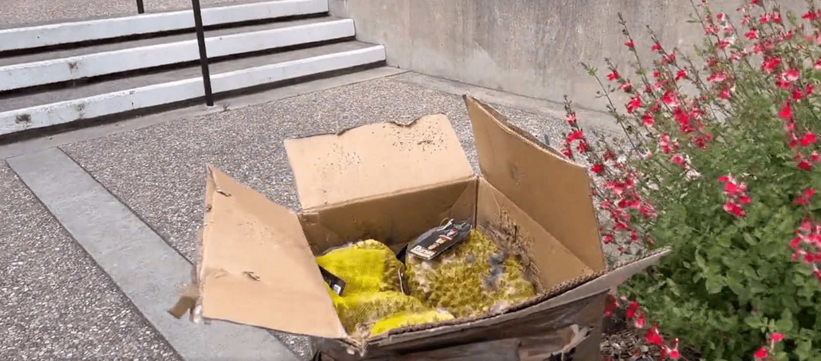 rotting-fruit-in-a-box-on-smith-ranch-road-san-rafael-police