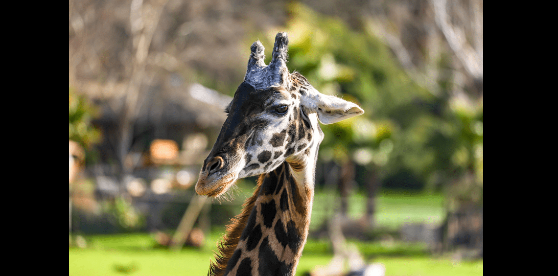 jamala-the-giraffe-safari-west