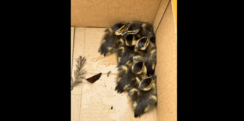 Rohnert Park Supervisor Saves Ducklings from Storm Drain - Vimarsana News