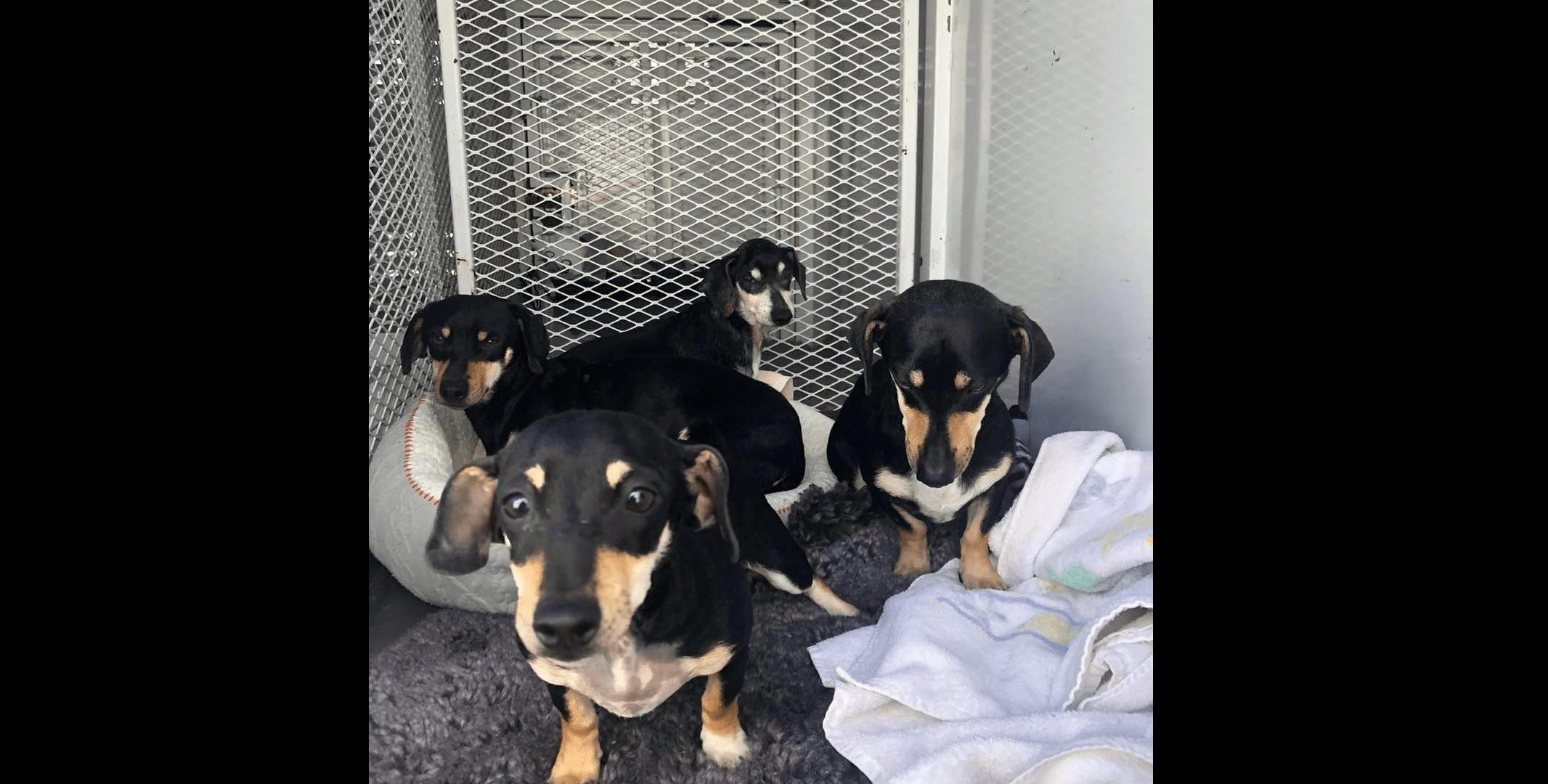 dachshunds-rescued-from-petaluma-car-fire-north-bay-animal-services