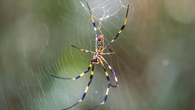 gettyrf_6624_jorospider326267