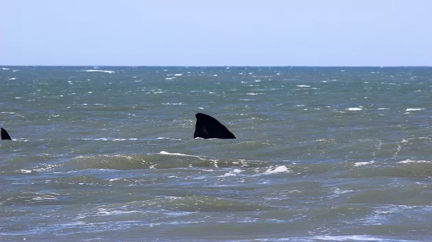 getty_070424_sharksighting-stock991527