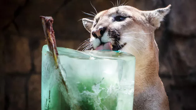 houston-zoo-animals-heatwave-gty-lv-240710-4_1720646294925_hpmain609682