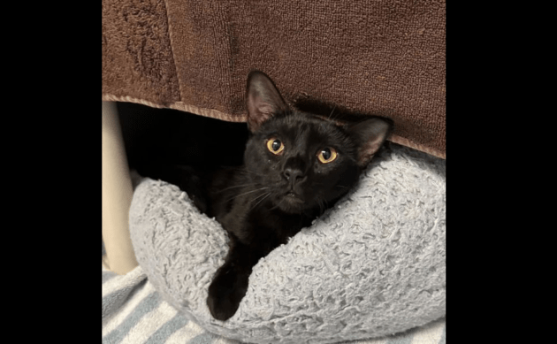 pixy-stix-rohnert-park-animal-shelter
