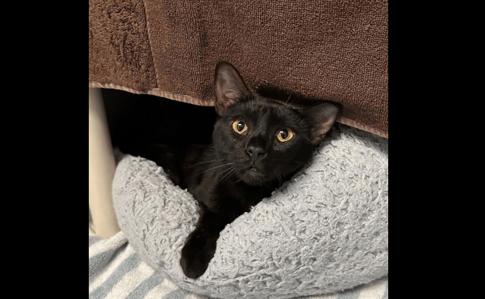 pixy-stix-rohnert-park-animal-shelter