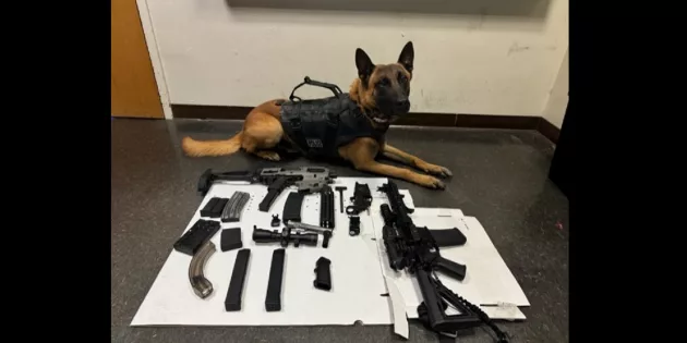 ghost-dog-and-firearms-confiscated-from-uriel-bahena-10-5-24-santa-rosa-police