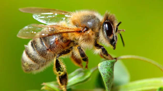 news_bee_32625291885