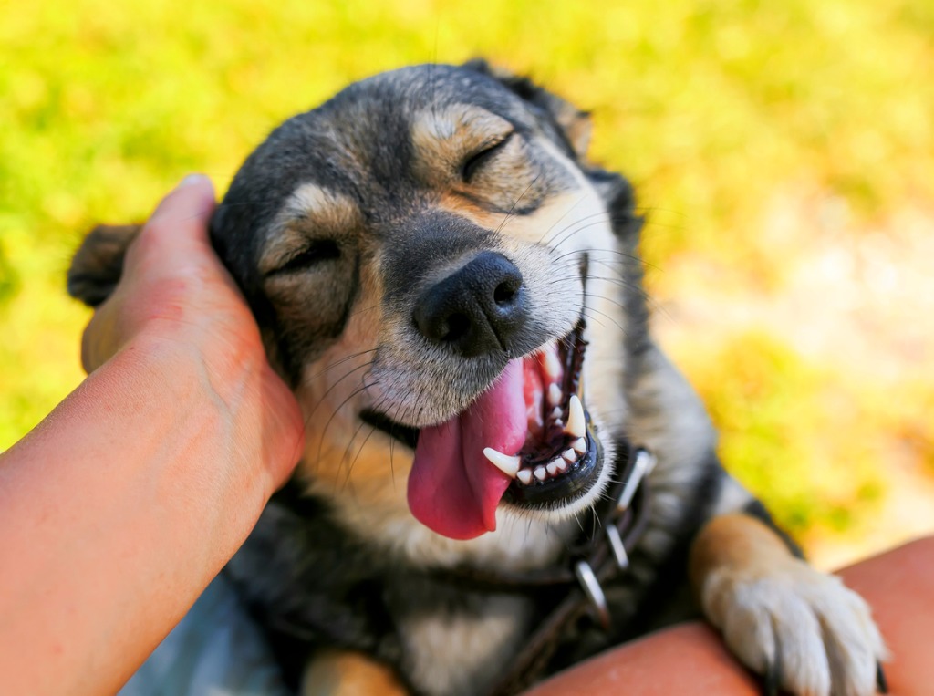 Santa Rosa Councilwoman Seeks Answer to Aggressive Animals - Vimarsana News