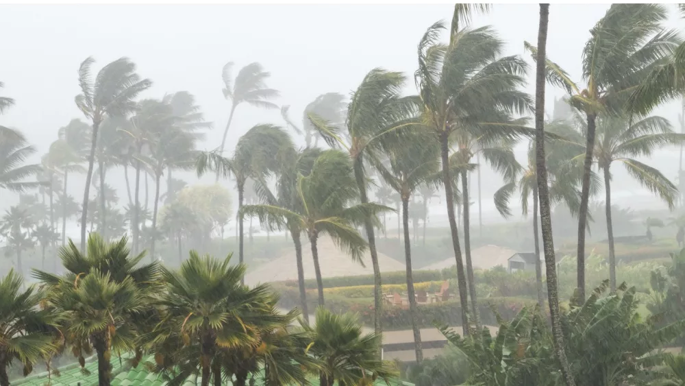 Palm trees blowing in the wind and rain as a hurricane approaches a tropical island coastline