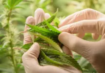 Scientists pruning cannabis inside the farm^cannabis marijuana science lab farming for increse THC^ CBD chemical on cannabis flower. Cannabis greenhouse control environtment for medical industry.