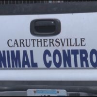 cville-animal-control