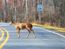 deer-on-road