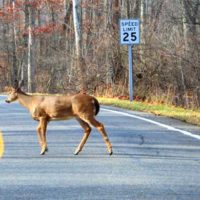 deer-on-road