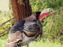 turkey-season