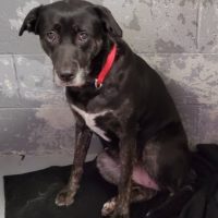 cville-dog-5