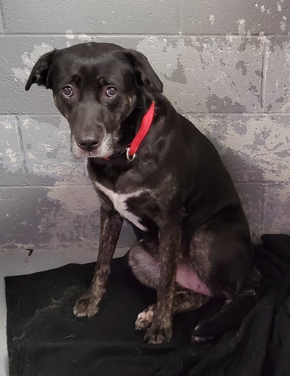 Caruthersville Humane Society Announces Date for 5K Run/2K Walk 106.5