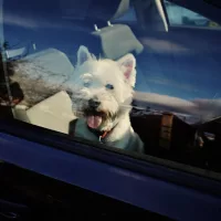 dog-in-hot-car